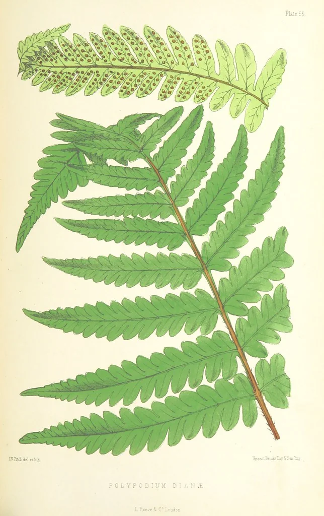 An illustration from St. Helena: a physical, historical, and topographical description of the island ... The botanical plates from original drawings by Mrs. J. C. Melliss, 1875, leaf 485