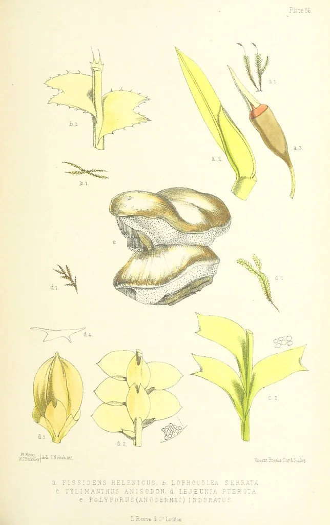 An illustration from St. Helena: a physical, historical, and topographical description of the island ... The botanical plates from original drawings by Mrs. J. C. Melliss, 1875, leaf 497