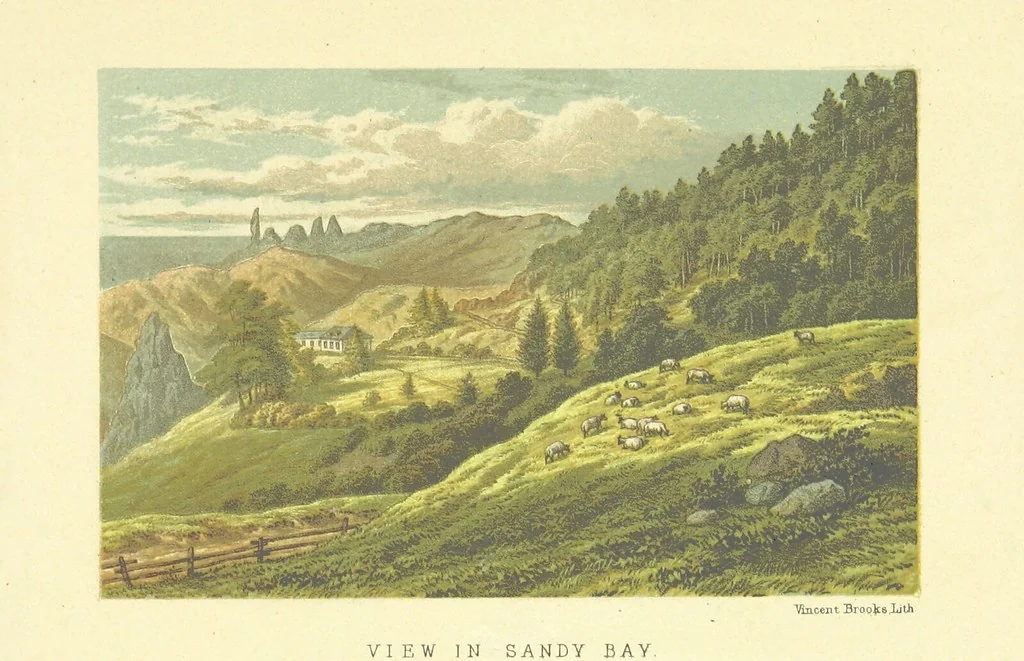 An illustration from St. Helena: a physical, historical, and topographical description of the island ... The botanical plates from original drawings by Mrs. J. C. Melliss, 1875, leaf 89