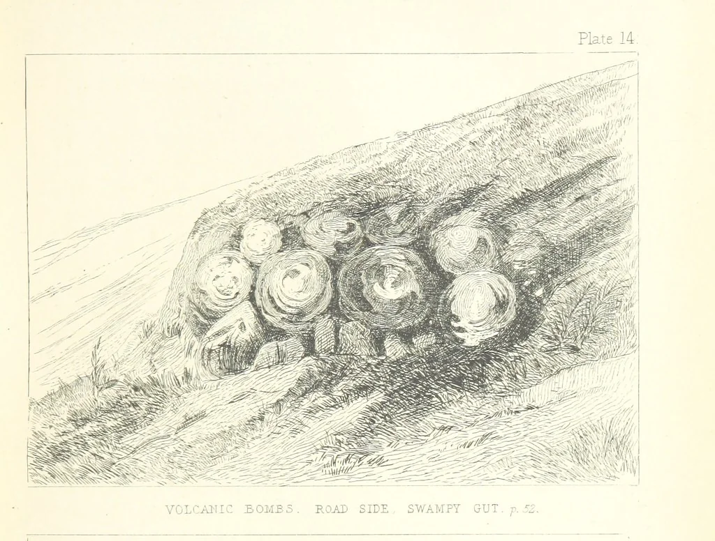 An illustration from St. Helena: a physical, historical, and topographical description of the island ... The botanical plates from original drawings by Mrs. J. C. Melliss, 1875, leaf 93
