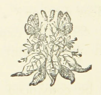 An illustration from Arum Field: or, Life's Reality. [A tale, 1891, leaf 242