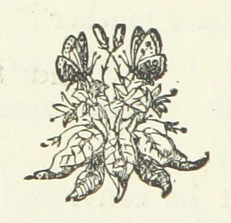 An illustration from Garnston; or a Life's Discipline ... With ... illustrations by W. Gunston, 1872, leaf 244