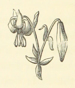 An illustration from Life amongst the Modocs: unwritten history, 1873, leaf 82
