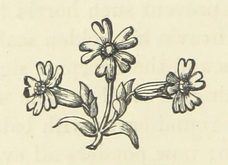 An illustration from The Poetical Works of John Milton, printed from the original editions. With a life of the author by A. Chalmers ... With twelve illustrations by R. Westall, 1881, leaf 166