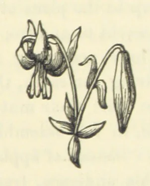 An illustration from The Poetical Works of John Milton, printed from the original editions. With a life of the author by A. Chalmers ... With twelve illustrations by R. Westall, 1881, leaf 311