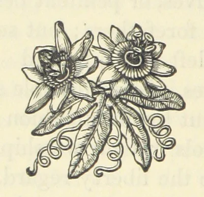 An illustration from The Poetical Works of John Milton, printed from the original editions. With a life of the author by A. Chalmers ... With twelve illustrations by R. Westall, 1881, leaf 450