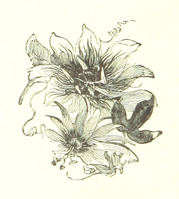 An illustration from The Land of the Hibiscus Blossom: a yarn of the Papuan Gulf ... With illustrations by the author, 1888, leaf 224