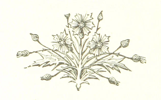 An illustration from The Land of the Hibiscus Blossom: a yarn of the Papuan Gulf ... With illustrations by the author, 1888, leaf 94