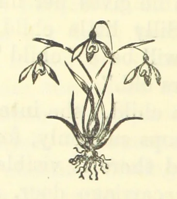 An illustration from Irish Pride. An unsocial tale of social life, 1885, leaf 260