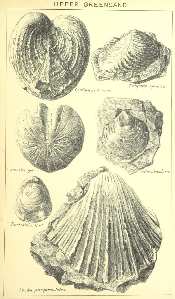 An illustration from A popular guide to the Geology of the Isle of Wight, with a note on its relation to that of the Isle of Purbeck ... Illustrated, etc, 1887, leaf 105