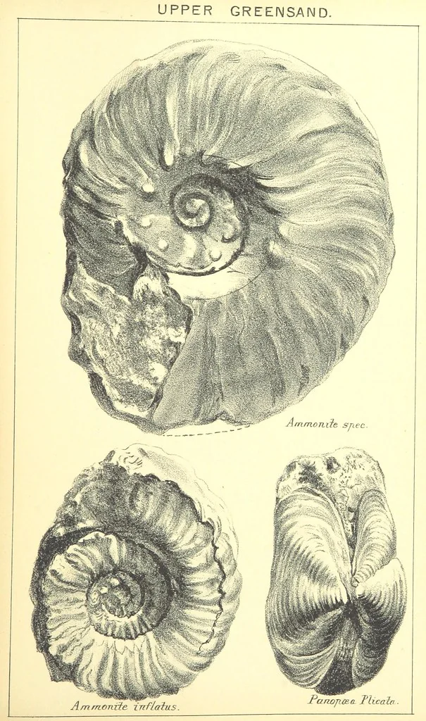An illustration from A popular guide to the Geology of the Isle of Wight, with a note on its relation to that of the Isle of Purbeck ... Illustrated, etc, 1887, leaf 109