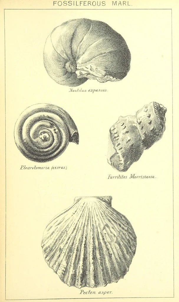 An illustration from A popular guide to the Geology of the Isle of Wight, with a note on its relation to that of the Isle of Purbeck ... Illustrated, etc, 1887, leaf 123