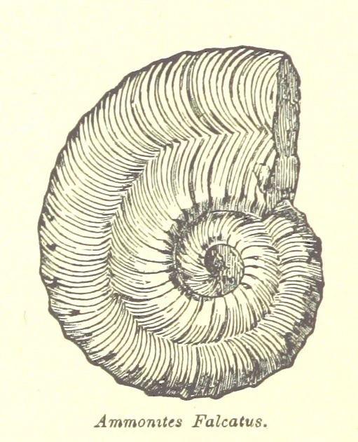 An illustration from A popular guide to the Geology of the Isle of Wight, with a note on its relation to that of the Isle of Purbeck ... Illustrated, etc, 1887, leaf 134