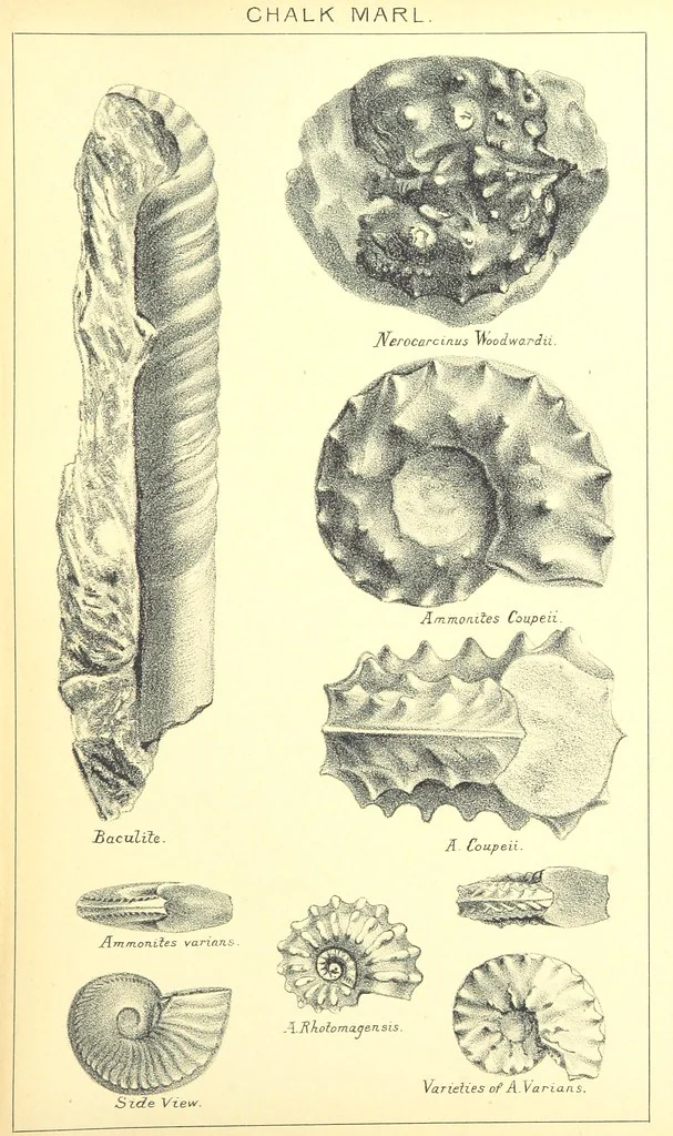 An illustration from A popular guide to the Geology of the Isle of Wight, with a note on its relation to that of the Isle of Purbeck ... Illustrated, etc, 1887, leaf 135