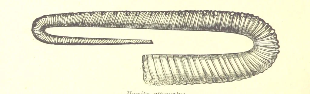 An illustration from A popular guide to the Geology of the Isle of Wight, with a note on its relation to that of the Isle of Purbeck ... Illustrated, etc, 1887, leaf 138