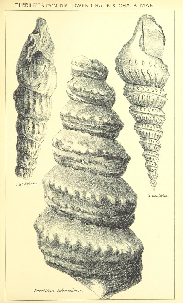 An illustration from A popular guide to the Geology of the Isle of Wight, with a note on its relation to that of the Isle of Purbeck ... Illustrated, etc, 1887, leaf 139