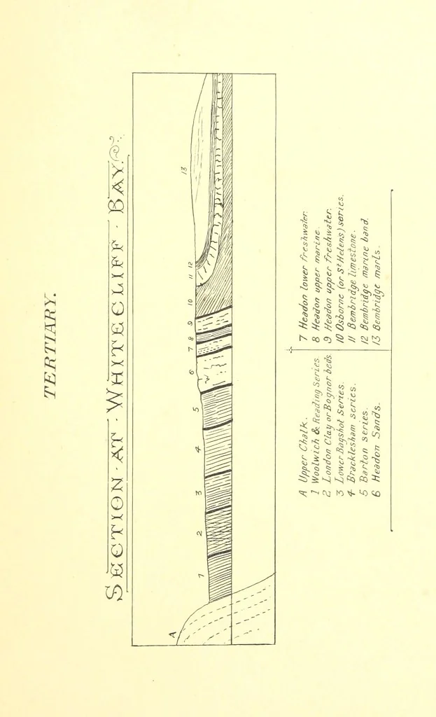An illustration from A popular guide to the Geology of the Isle of Wight, with a note on its relation to that of the Isle of Purbeck ... Illustrated, etc, 1887, leaf 175