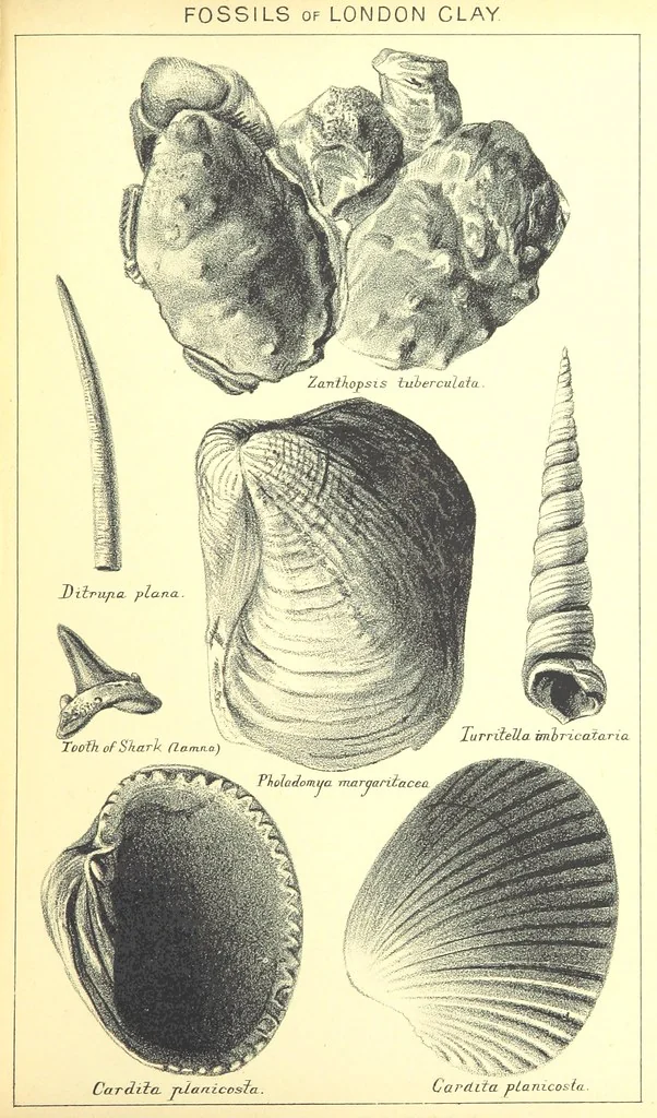 An illustration from A popular guide to the Geology of the Isle of Wight, with a note on its relation to that of the Isle of Purbeck ... Illustrated, etc, 1887, leaf 185