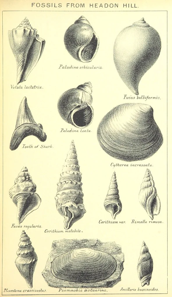 An illustration from A popular guide to the Geology of the Isle of Wight, with a note on its relation to that of the Isle of Purbeck ... Illustrated, etc, 1887, leaf 195