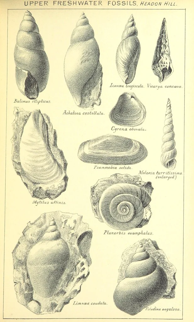 An illustration from A popular guide to the Geology of the Isle of Wight, with a note on its relation to that of the Isle of Purbeck ... Illustrated, etc, 1887, leaf 207