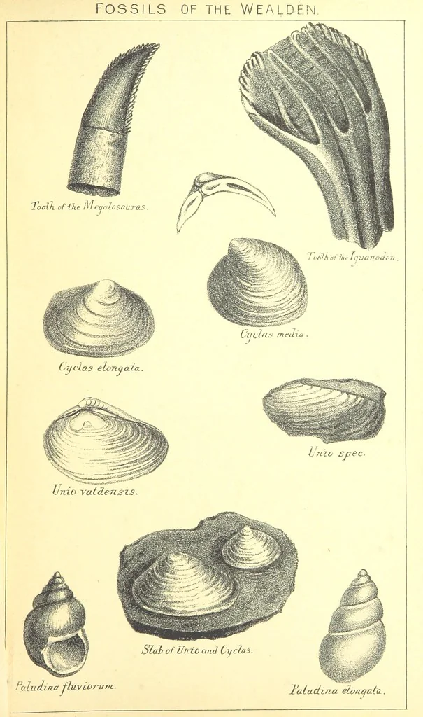 An illustration from A popular guide to the Geology of the Isle of Wight, with a note on its relation to that of the Isle of Purbeck ... Illustrated, etc, 1887, leaf 39