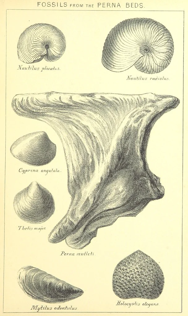 An illustration from A popular guide to the Geology of the Isle of Wight, with a note on its relation to that of the Isle of Purbeck ... Illustrated, etc, 1887, leaf 45
