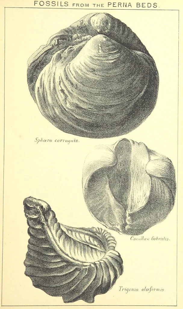 An illustration from A popular guide to the Geology of the Isle of Wight, with a note on its relation to that of the Isle of Purbeck ... Illustrated, etc, 1887, leaf 49
