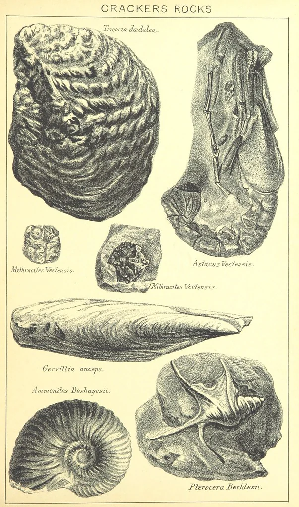 An illustration from A popular guide to the Geology of the Isle of Wight, with a note on its relation to that of the Isle of Purbeck ... Illustrated, etc, 1887, leaf 57