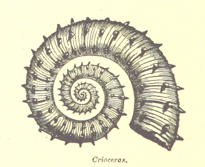 An illustration from A popular guide to the Geology of the Isle of Wight, with a note on its relation to that of the Isle of Purbeck ... Illustrated, etc, 1887, leaf 64