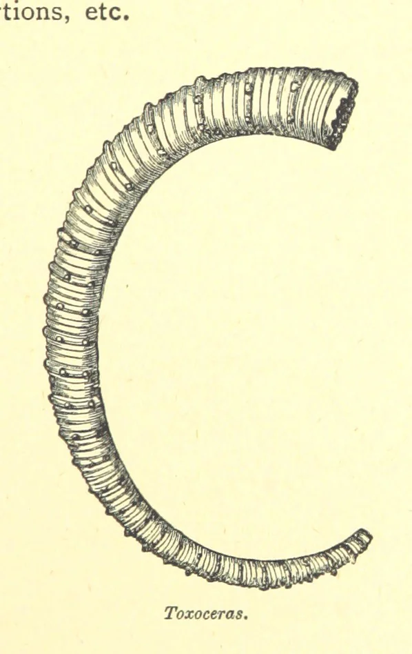 An illustration from A popular guide to the Geology of the Isle of Wight, with a note on its relation to that of the Isle of Purbeck ... Illustrated, etc, 1887, leaf 65
