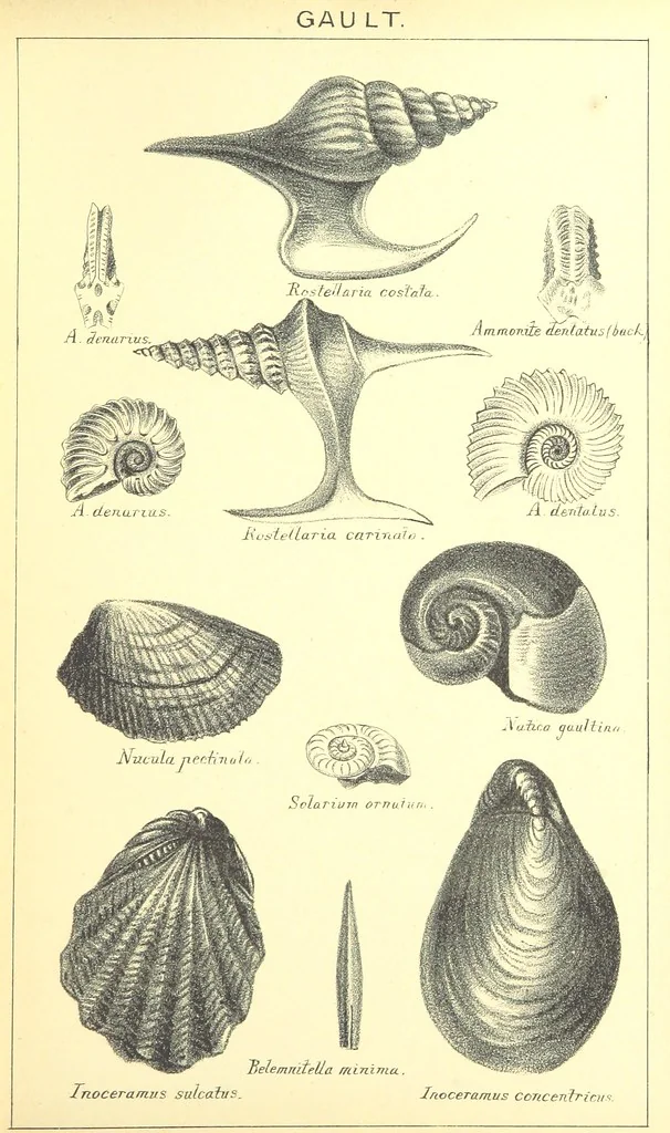 An illustration from A popular guide to the Geology of the Isle of Wight, with a note on its relation to that of the Isle of Purbeck ... Illustrated, etc, 1887, leaf 99