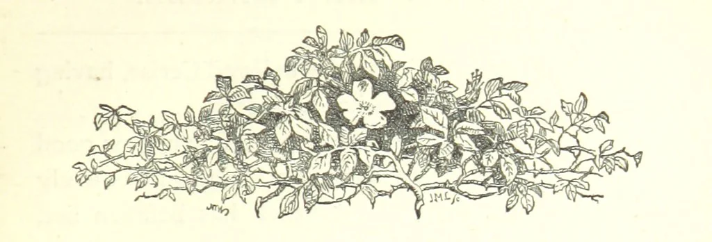 An illustration from The Twins of Saint-Marcel. A tale of Paris Incendié, 1872, leaf 17
