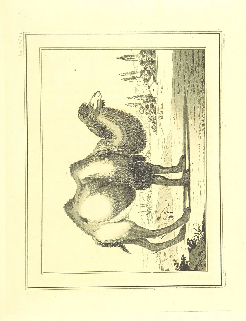 An illustration from Travels through the Southern Provinces of the Russian Empire in 1793 and 1794. Translated from the German [by F. W. Blagdon]. MS. notes, 1812, leaf 569