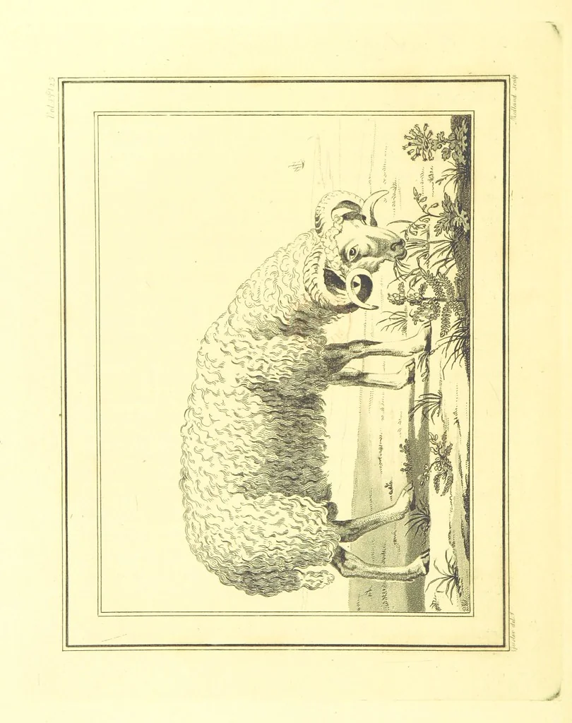 An illustration from Travels through the Southern Provinces of the Russian Empire in 1793 and 1794. Translated from the German [by F. W. Blagdon]. MS. notes, 1812, leaf 574