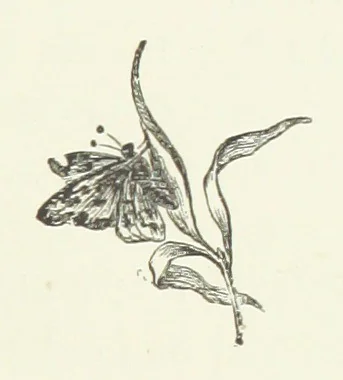 An illustration from Children in Norway; or, Holiday on the Ekeberg. A book for boys and girls. By Pater. ... With ... drawings, etc, 1884, leaf 27