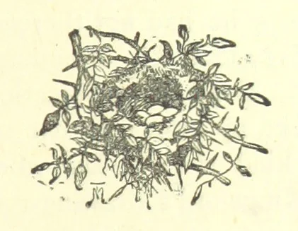 An illustration from Evelyn Howard: or, Early Friendships ... With ... illustrations, 1875, leaf 55