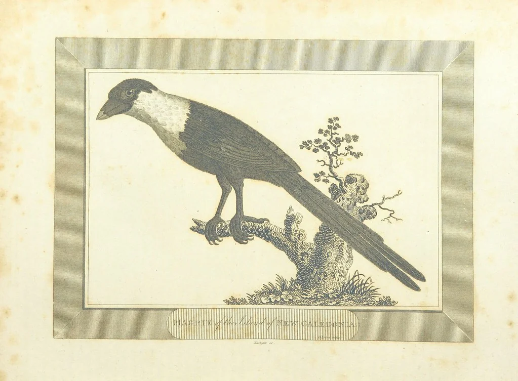 An illustration from The Voyages and Travels of Capt. Cook, Mungo Park, La Perouse, and others; ... with a ... geographical description of the World. Embellished with ... engravings and maps. (The World or the present state of the Universe. ... Vol. II.), 1808, leaf 155