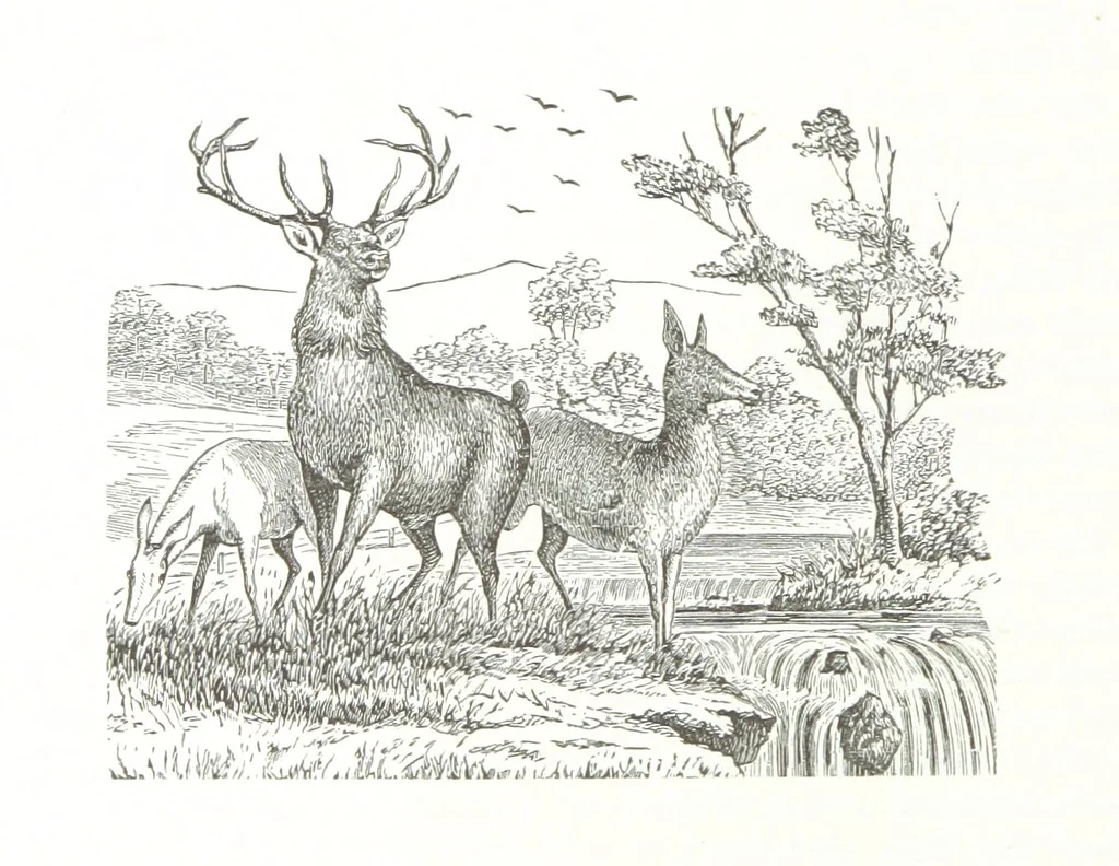 An illustration from History of Crawford County and Ohio, 1881, leaf 710