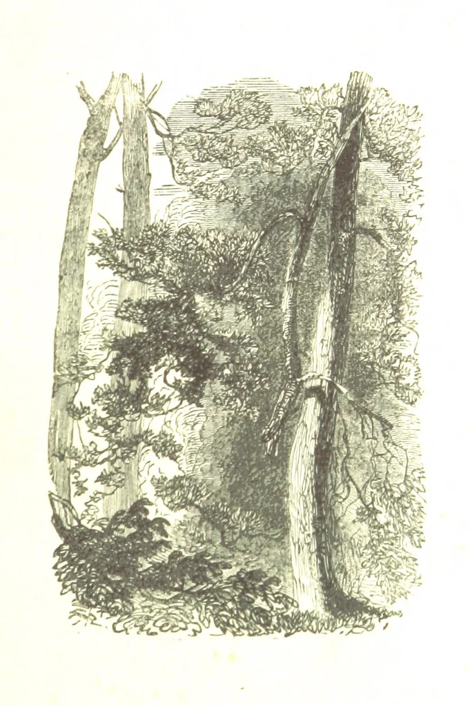 An illustration from A Series of Select Views in Perthshire: with historical and descriptive illustrations; and an account of the royal progress through the county in M.DCCC.XLII. [With plates, 1844, leaf 363