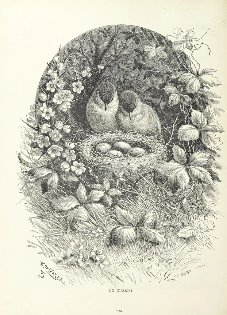 An illustration from A Crown of Flowers, being poems and pictures collected from the pages of The Girl's Own Paper. Edited by C. Peters, 1883, leaf 124