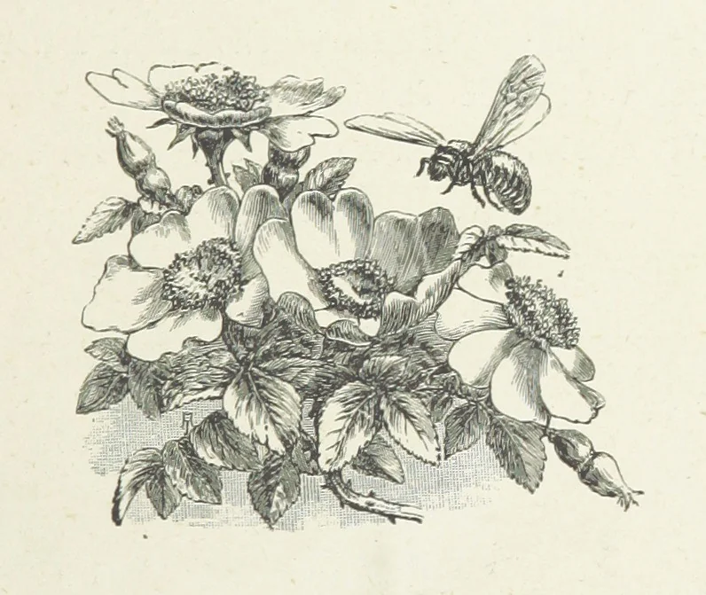 An illustration from A Crown of Flowers, being poems and pictures collected from the pages of The Girl's Own Paper. Edited by C. Peters, 1883, leaf 155