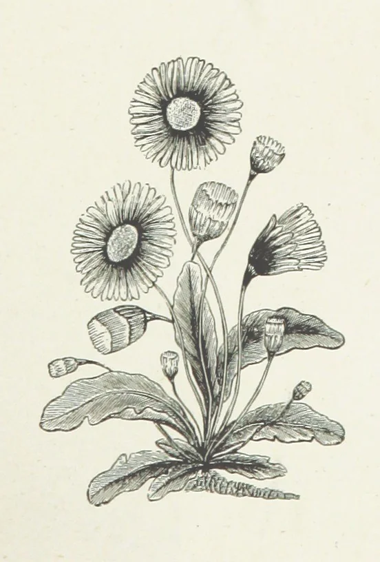 An illustration from A Crown of Flowers, being poems and pictures collected from the pages of The Girl's Own Paper. Edited by C. Peters, 1883, leaf 61