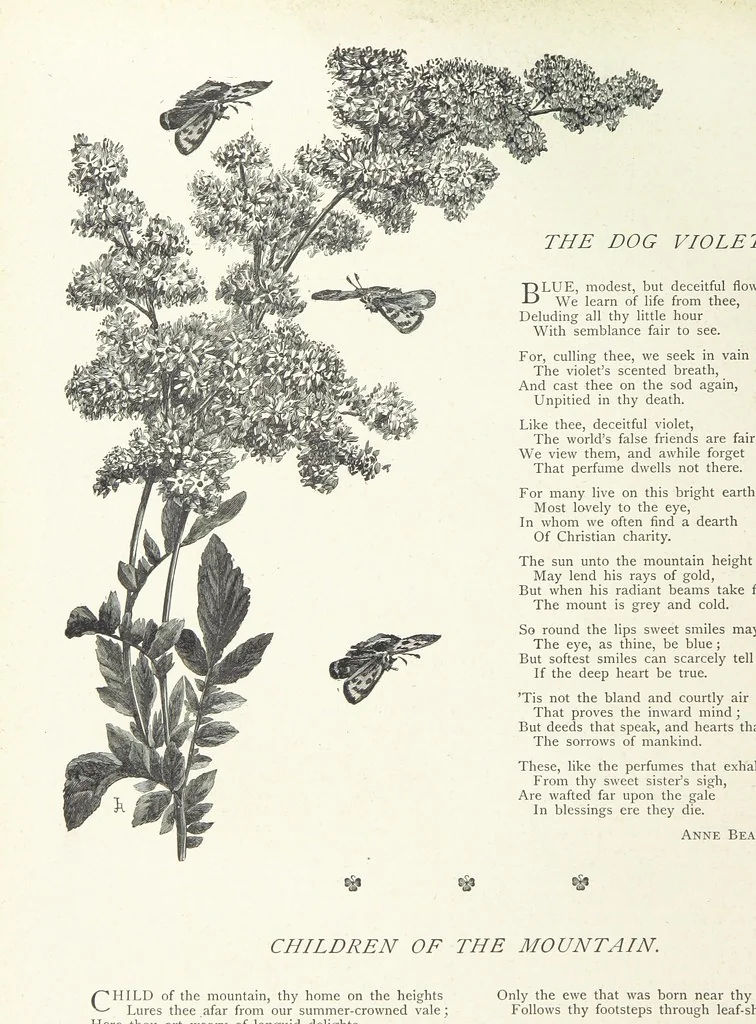 An illustration from A Crown of Flowers, being poems and pictures collected from the pages of The Girl's Own Paper. Edited by C. Peters, 1883, leaf 70