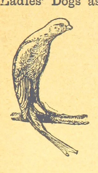 An illustration from Richard Galbraith, mariner: or, life among the Kaffirs, 1895, leaf 323