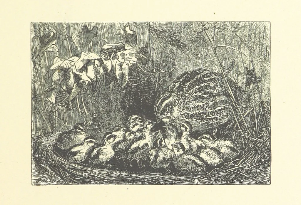 An illustration from Picture Posies. Poems chiefly by living authors, and drawings by F. Walker, J. W. North, A. B. Boughton [and others] ... Engraved by Dalziel Brothers, 1874, leaf 249