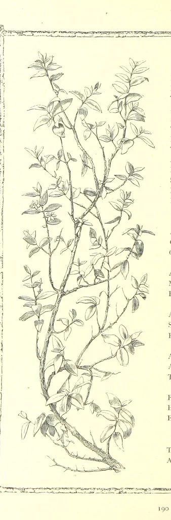 An illustration from Poems and Pictures ... A new edition, 1865, leaf 206
