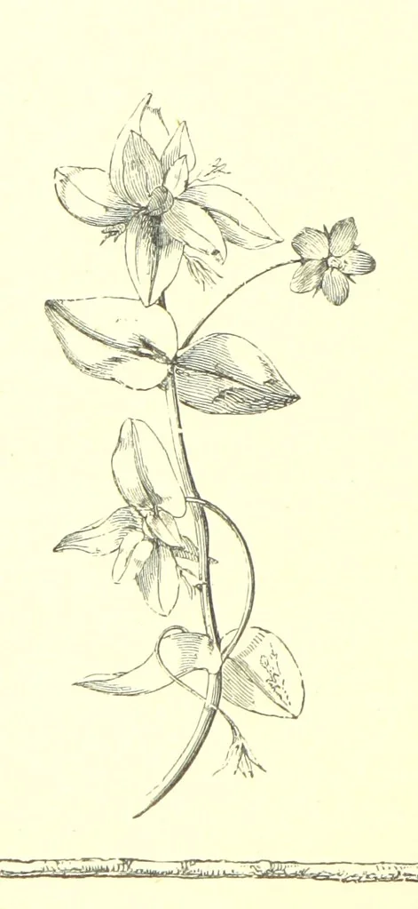 An illustration from Poems and Pictures ... A new edition, 1865, leaf 34