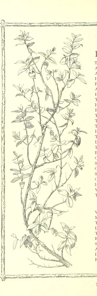 An illustration from Poems and Pictures ... A new edition, 1865, leaf 94