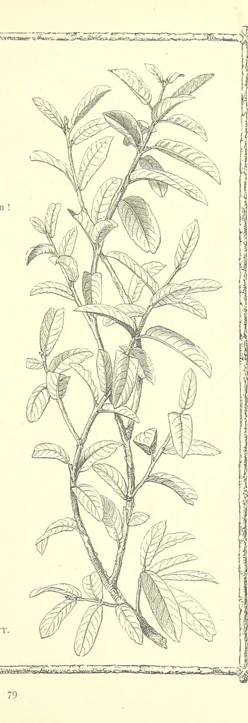 An illustration from Poems and Pictures ... A new edition, 1865, leaf 95