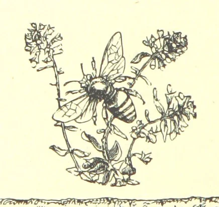 An illustration from Poems and Pictures ... A new edition, 1865, leaf 96